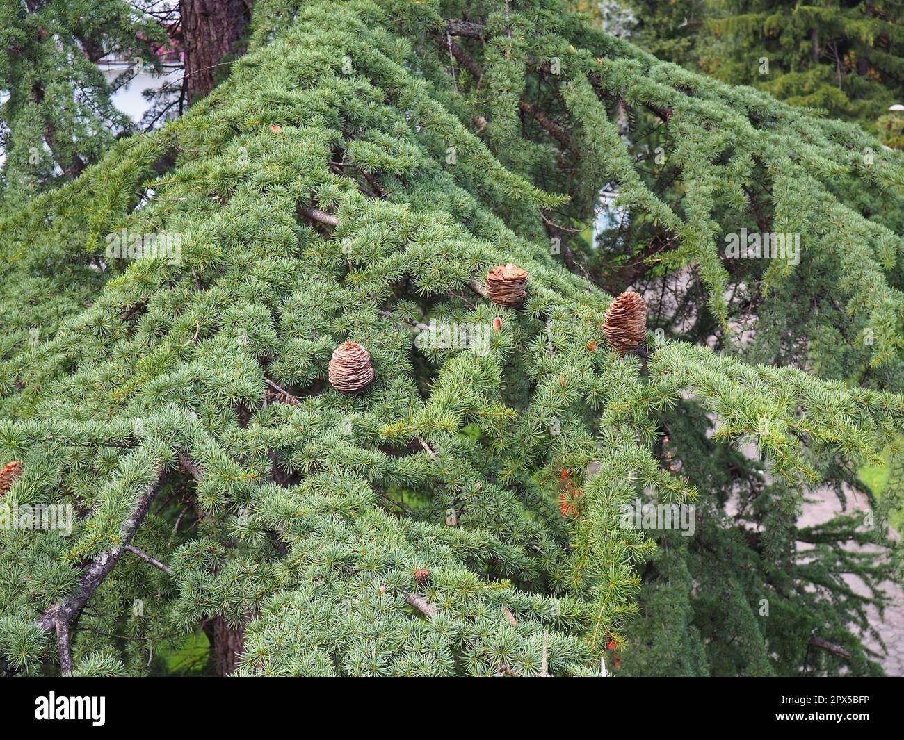 Himalayan cedar Cedrus deodara, or deodar - a coniferous tree, one of the species of the genus Cedar, a coniferous pine evergreen tree. Several ripe c Stock Photo