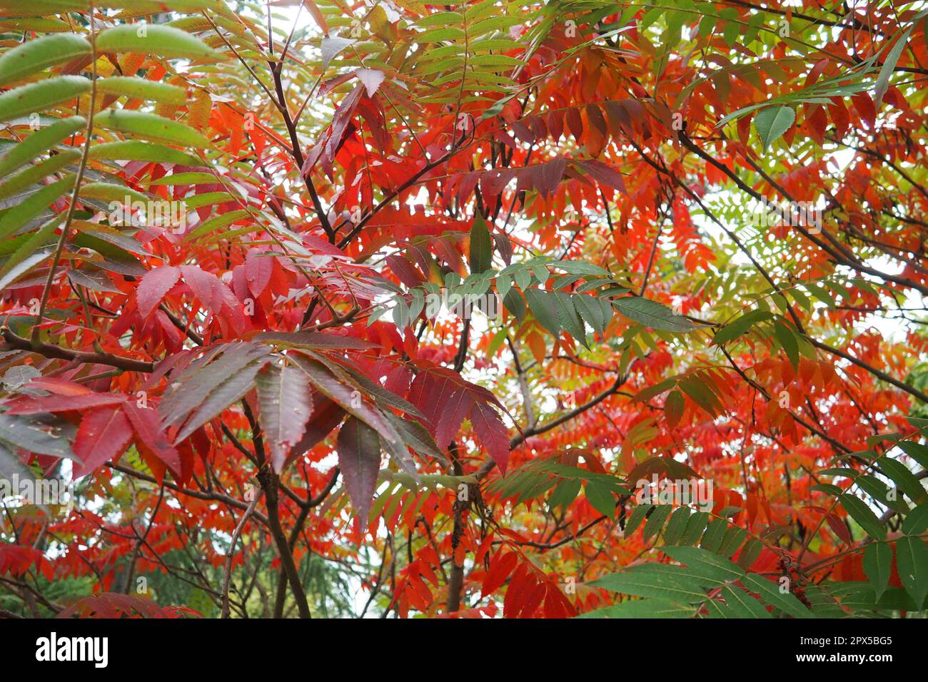 Sumac Rhus is a genus of plants that unites about 250 species of shrubs and small trees of the Anacardiaceae family Anacardiaceae. Autumn coloration o Stock Photo