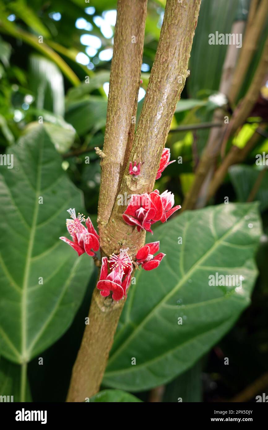 Goethea cauliflora - brasilianisches Malvengewächs im botanischen ...