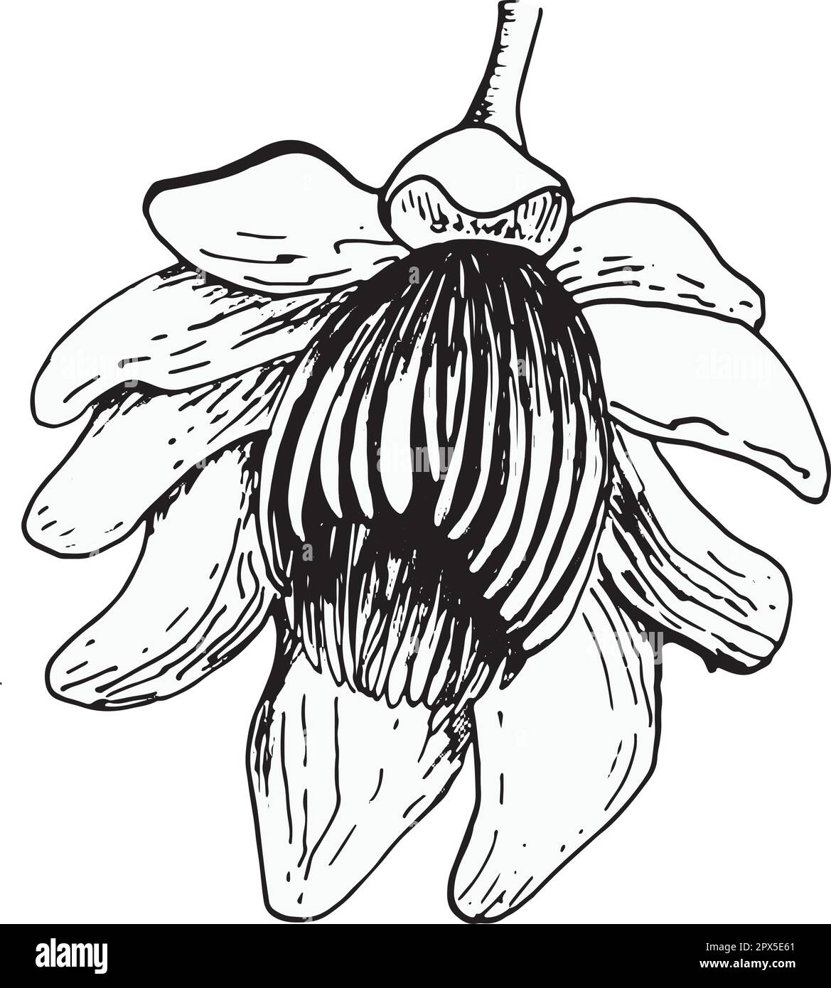 Passion flower vector illustration isolated on white background. Blue