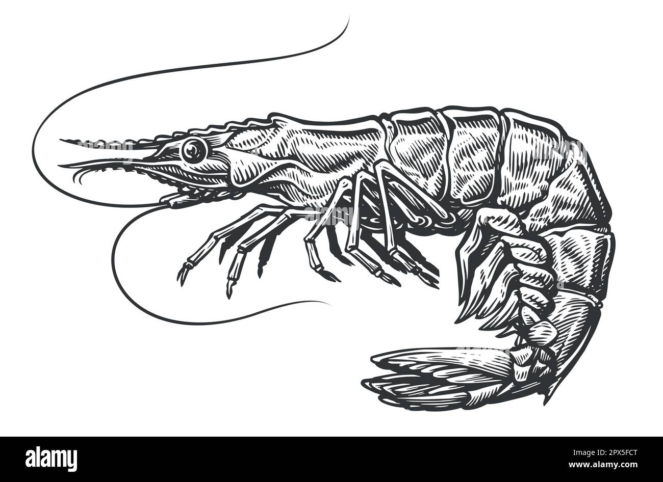 Shrimp engraving style sketch. Whole prawn, seafood hand drawn vector illustration Stock Vector