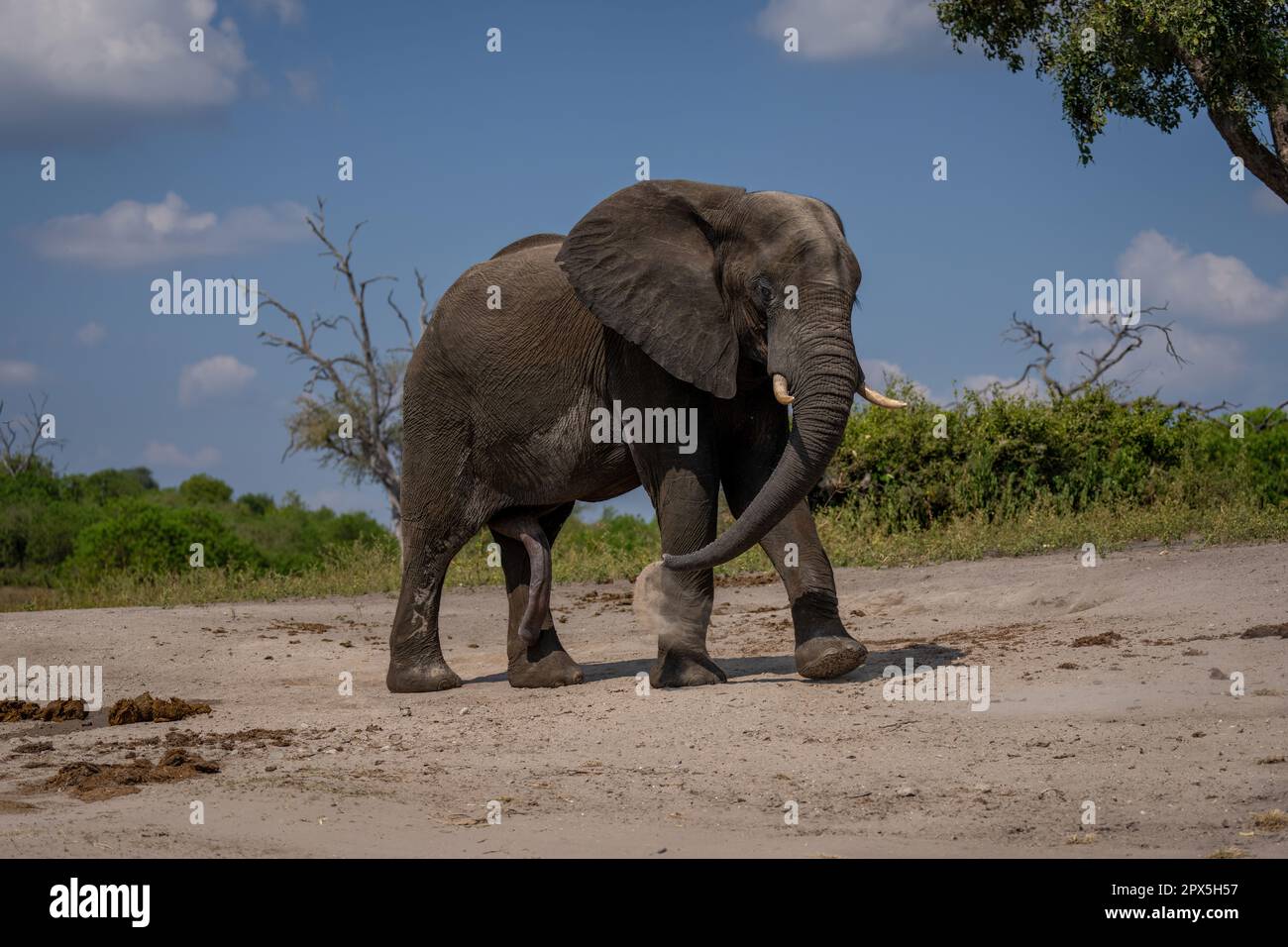 African elephant walks throwing sand over body Stock Photo - Alamy