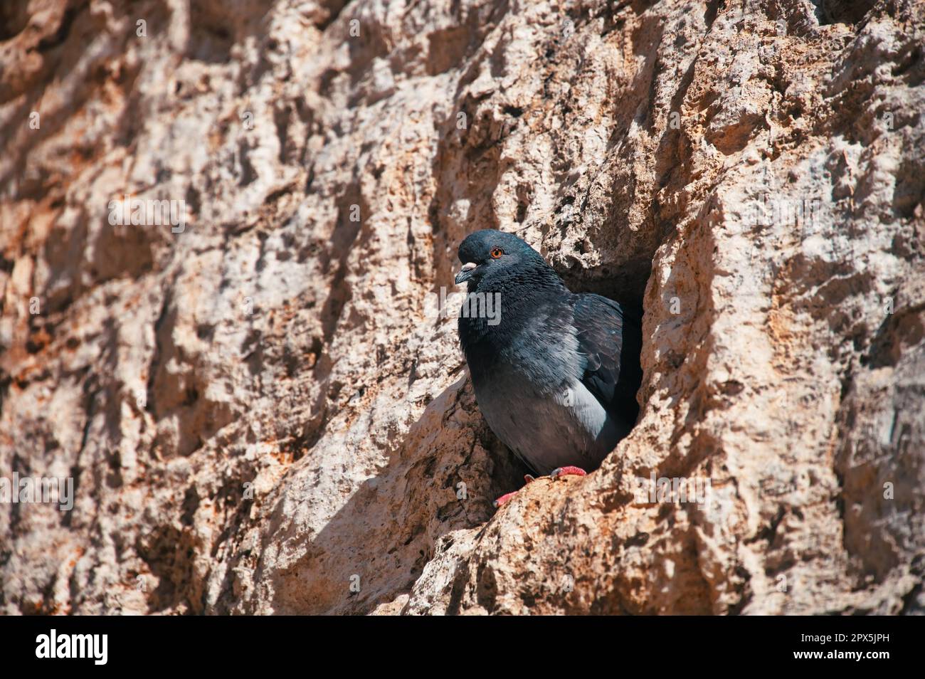 A pigeon in a hole of the city walls Stock Photo Alamy