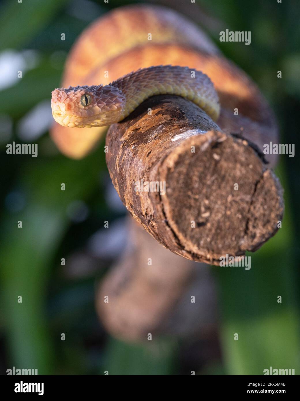 West African tree viper (Atheris chlorechis) on branch Togo. Controlled  conditions Stock Photo - Alamy