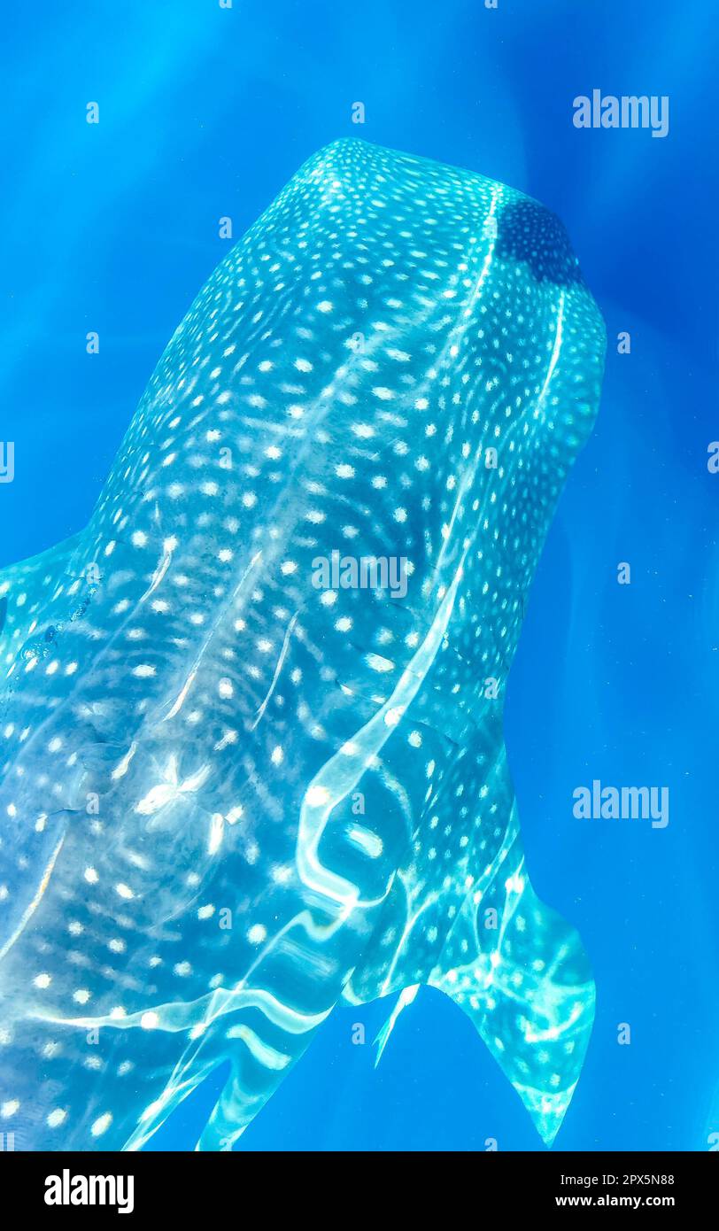 Huge beautiful whale shark swims on the water surface on boat tour in Cancun Quintana Roo Mexico. Stock Photo