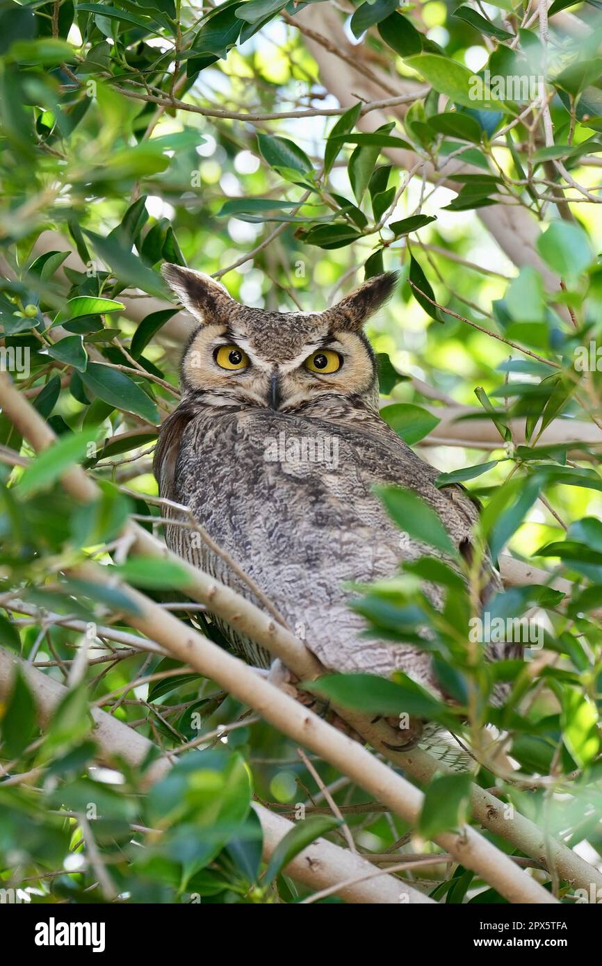 A owl with yellow eyes perched in a tree. Stock Photo