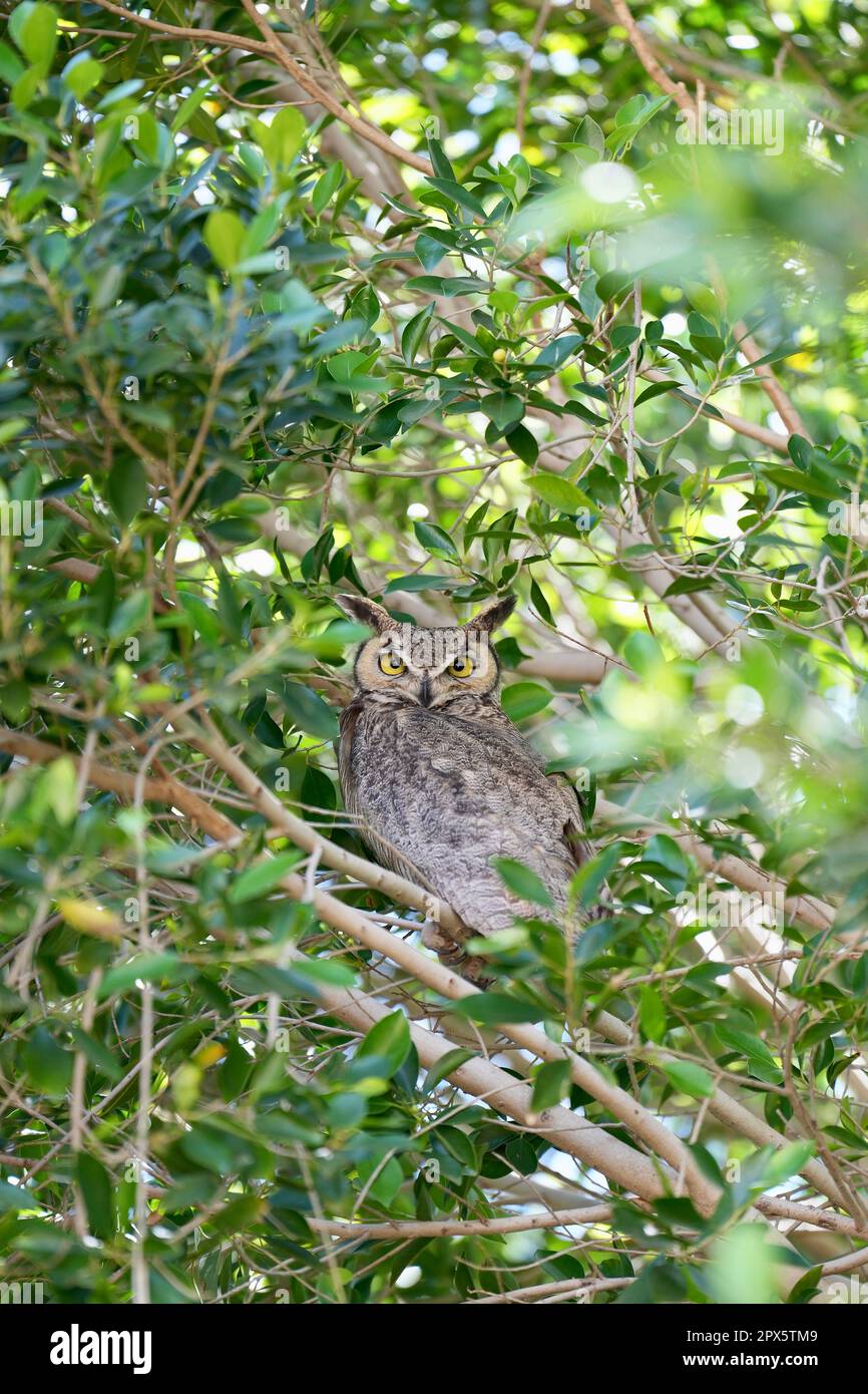 A owl with yellow eyes perched in a tree. Stock Photo