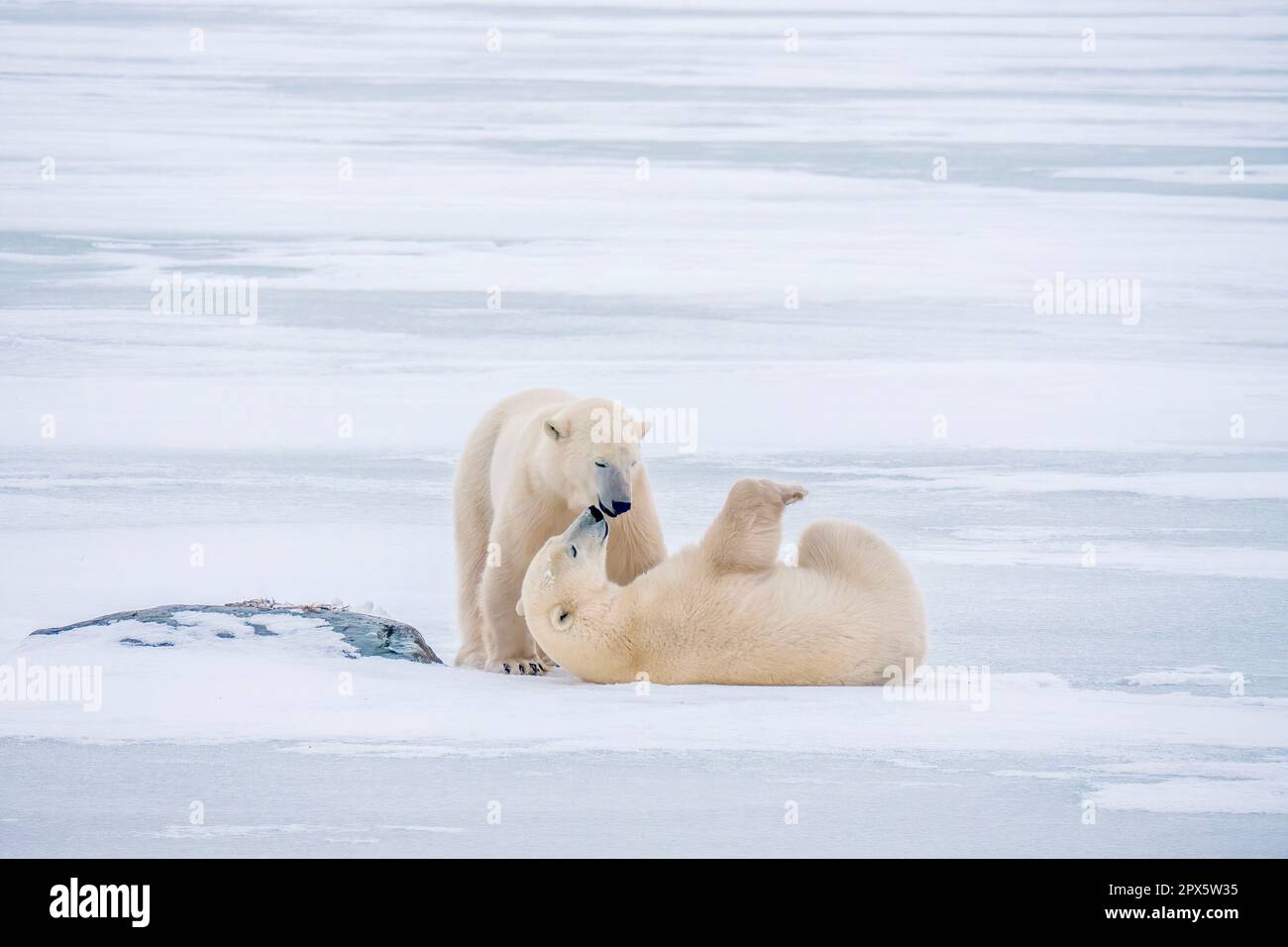 Two polar bears (Ursus maritimus) playing together on ice and snow in Churchill, Manitoba. Stock Photo