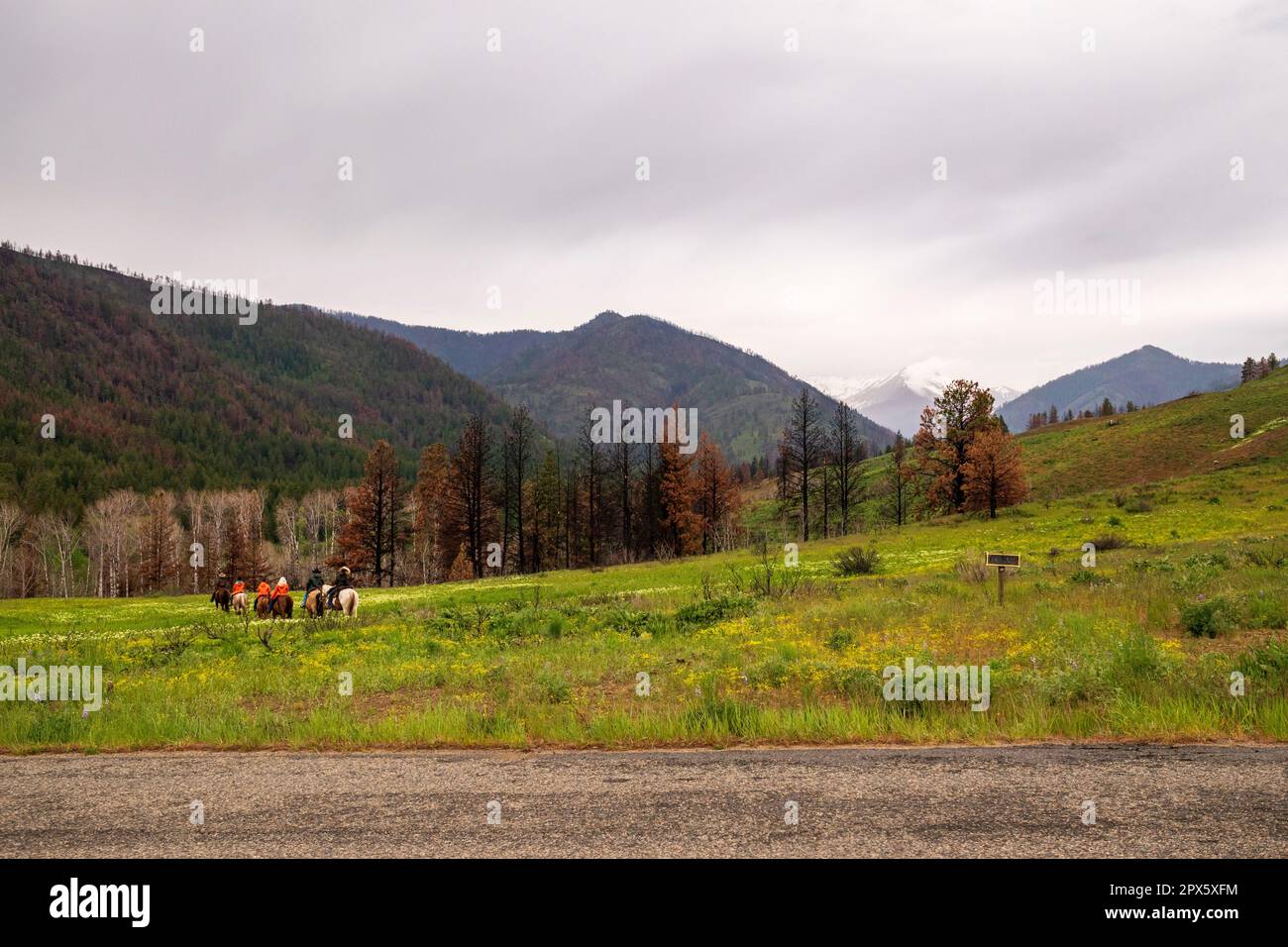 Horse riders in orange rain jackets ride a trail on Sun Mountain, past trees damaged by wild fires and with a view of Goat Peak near Winthrop, Washing Stock Photo