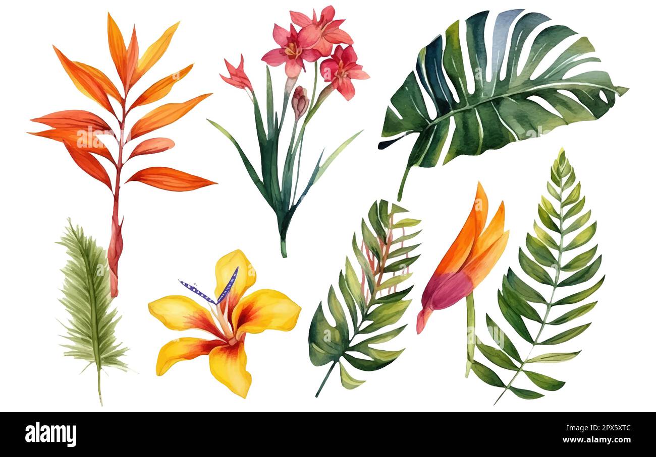 watercolor set vector illustration of tropical flowers isolated on ...