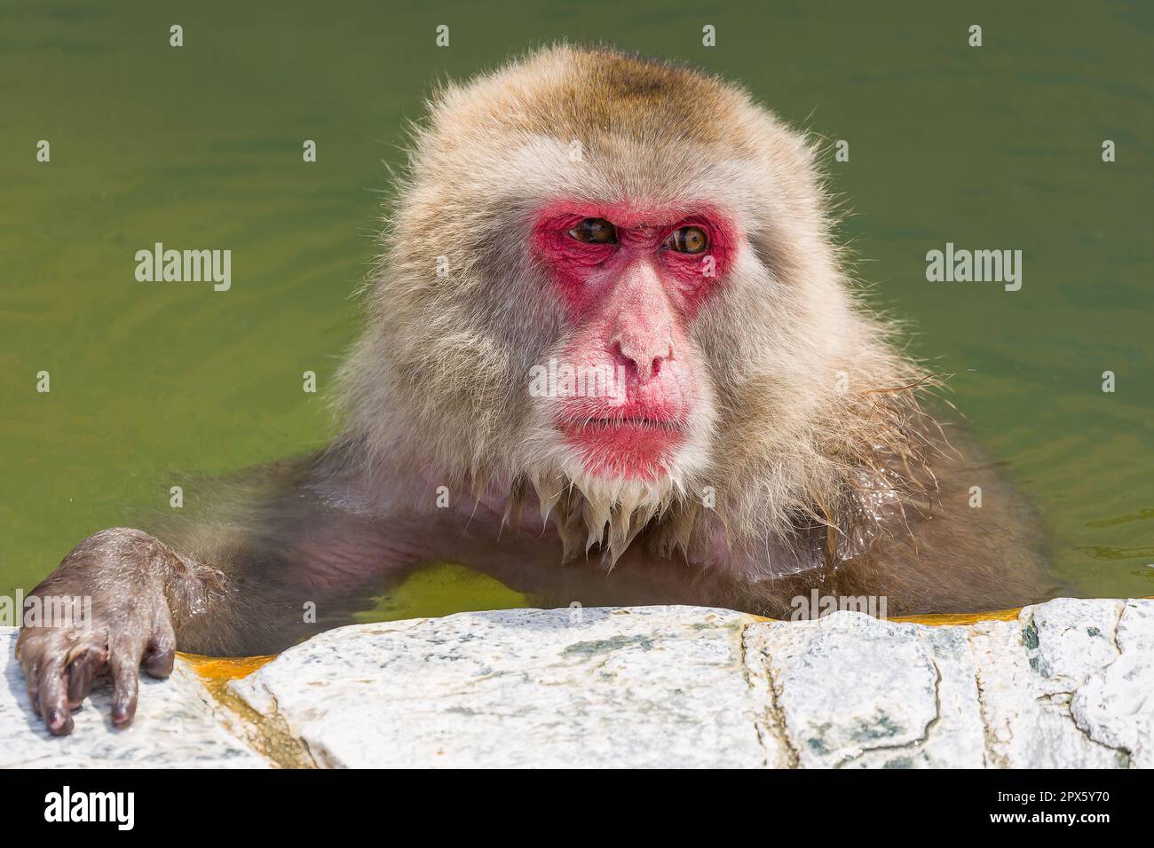 Japanese Macaque (Snow Monkey) soaking in a hot volcanic spring on the northern island of Hokkaido (Hakodate) Stock Photo