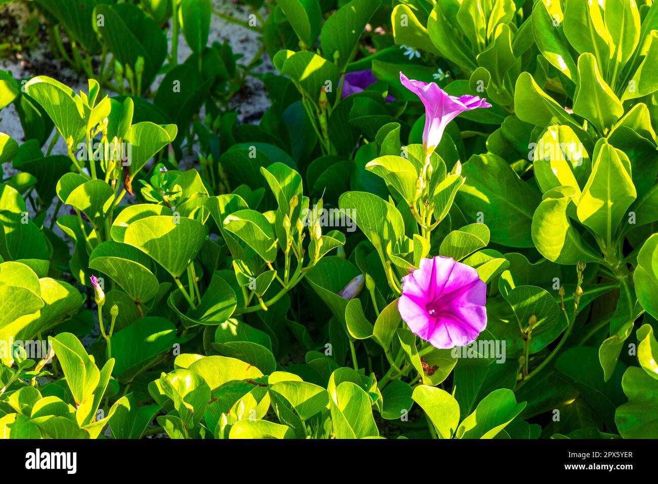 Beautiful pink violet purple morning glory or Goat's foot Ipomoea pes-caprae creeping flower plant flowers of railroad vine in Playa del Carmen Quinta Stock Photo