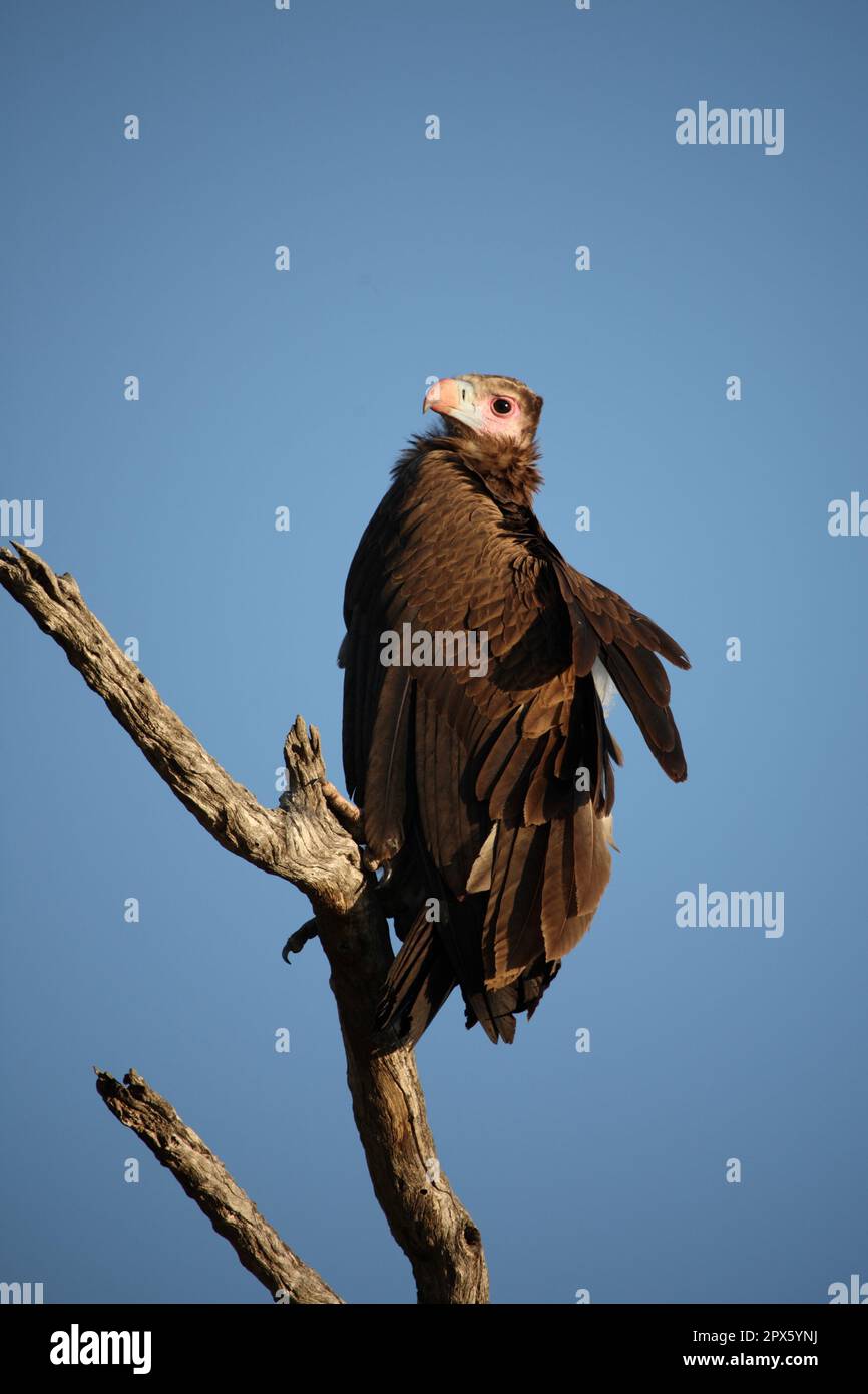 Wollkopfgeier / Whiteheaded vulture / Trigonoceps occipitalis Stock
