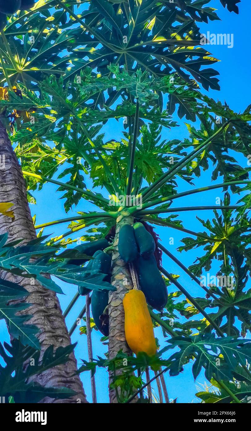 Beautiful papaya tree in tropical nature in Zicatela Puerto Escondido