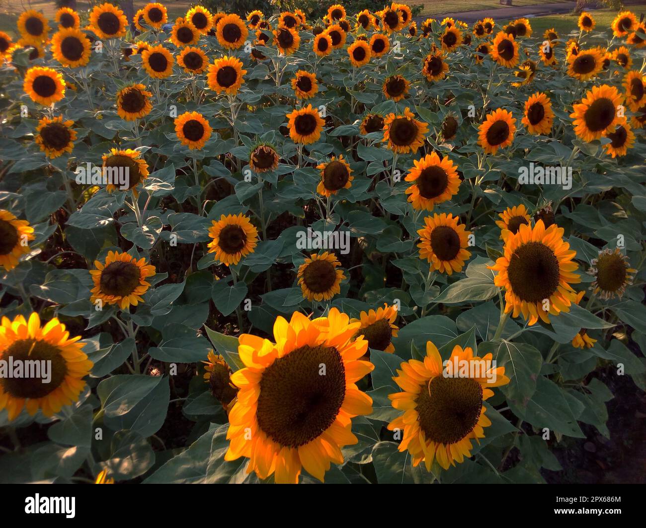 sunflower field in the garden from Thailand Stock Photo Alamy