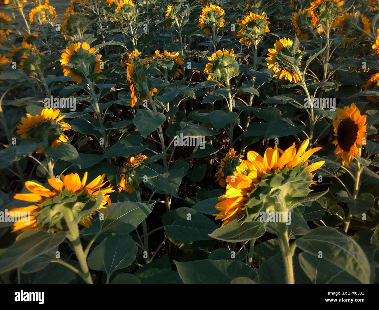 sunflower field in the garden from Thailand Stock Photo Alamy