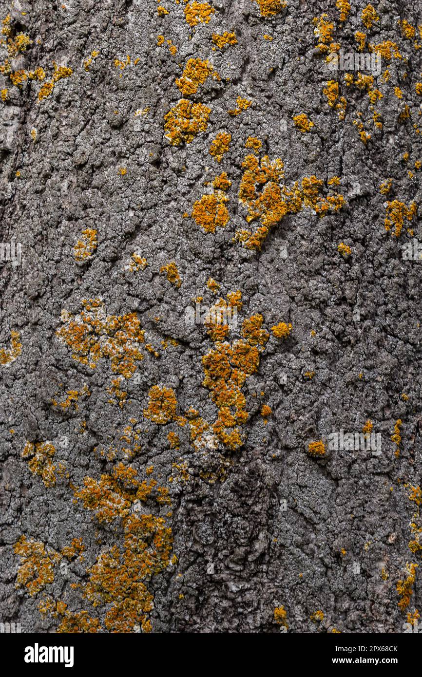 Orange lichen, Xanthoria parietina, growing on tree bark. Stock Photo