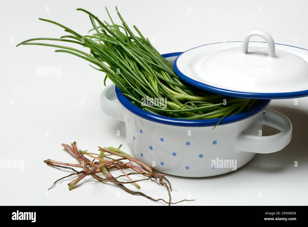 Monk's beard in pots, Barba di frate, Italy Stock Photo - Alamy