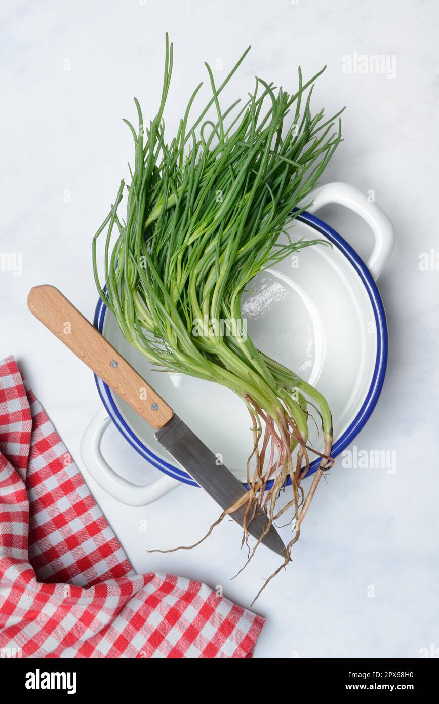 Monk's beard with knife on pot, Barba di frate, Italy Stock Photo - Alamy