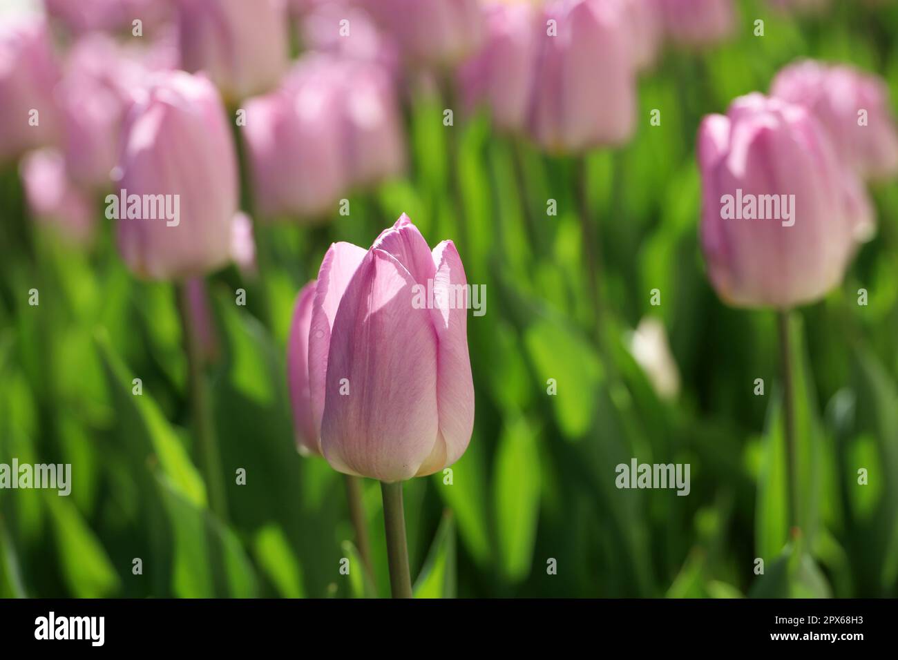 Pink tulip flowers in sunlight, spring background. Field of blooming ...