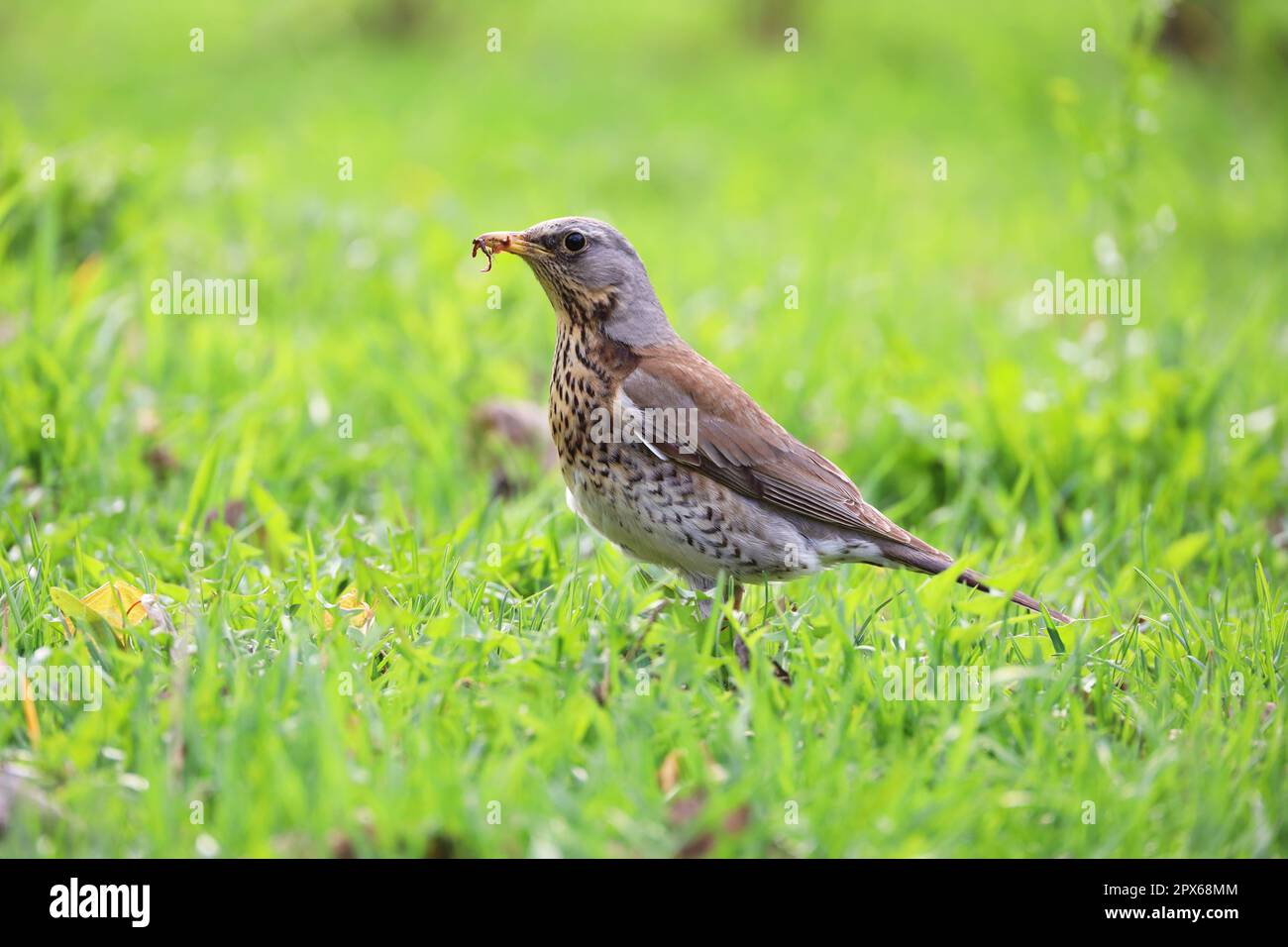 Young thrush bird looking for food in the green grass. Songbird in a spring season Stock Photo