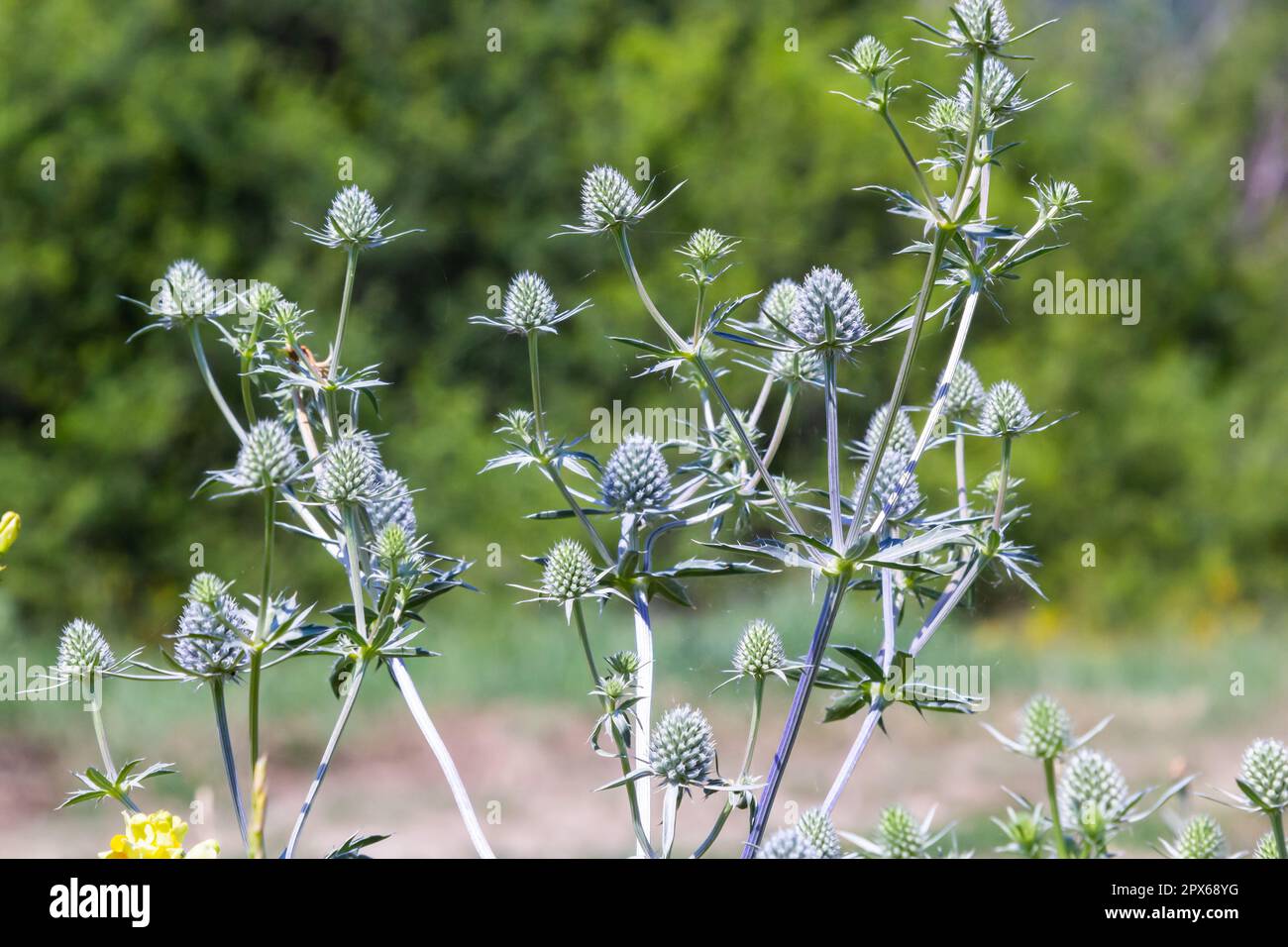 Eryngium planum flower head on summer meadow background. Herbal