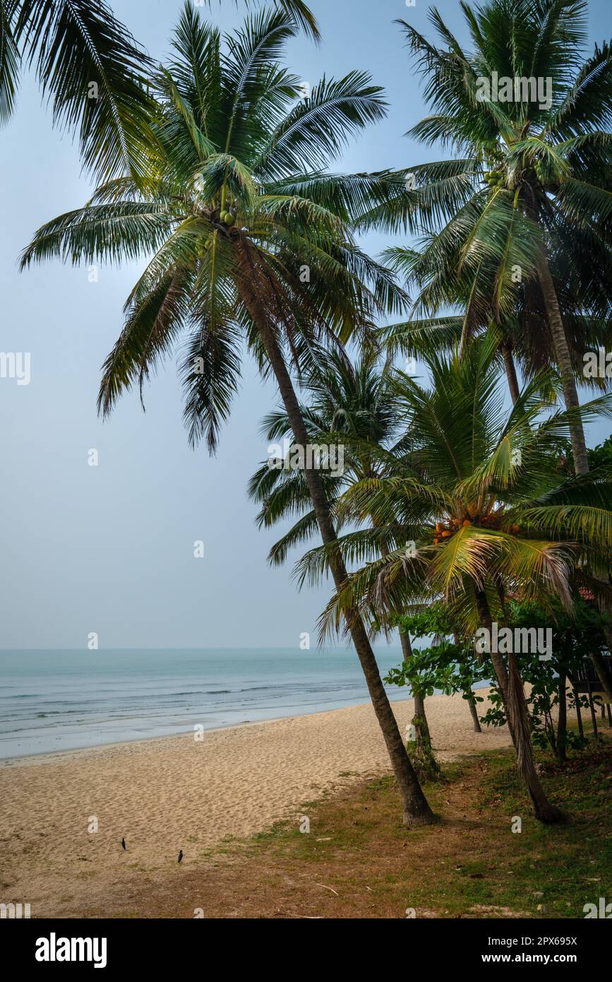 Beautiful sandy beach and sea view with coconut trees Stock Photo - Alamy