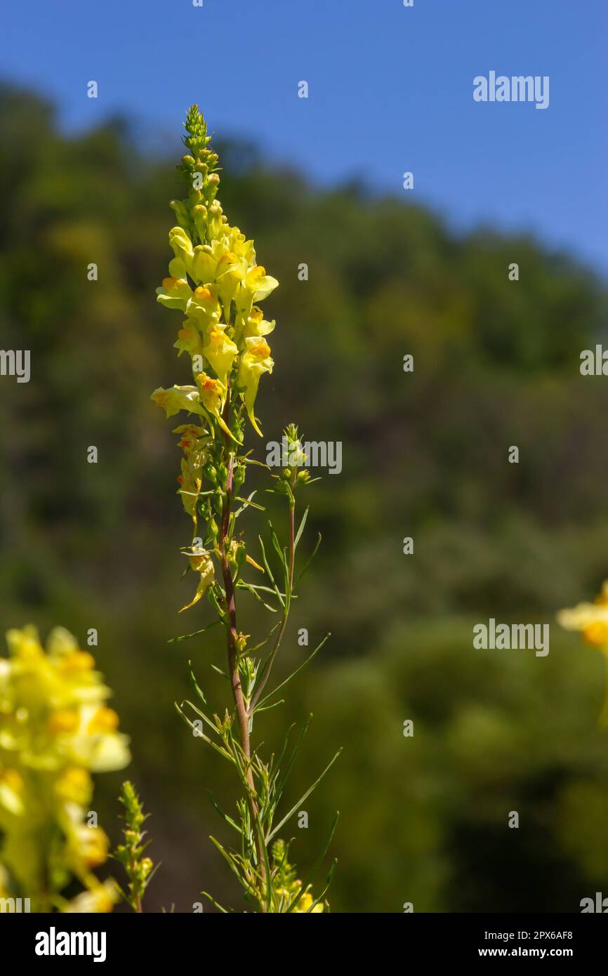 Linaria vulgaris, names are common toadflax, yellow toadflax, or butter-and-eggs, blooming in the summer. Stock Photo