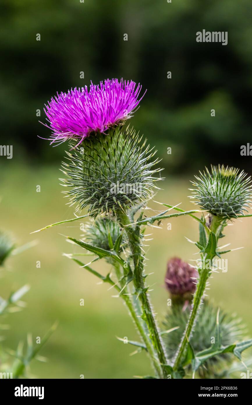 Blessed milk thistle flowers in field, close up. Silybum marianum