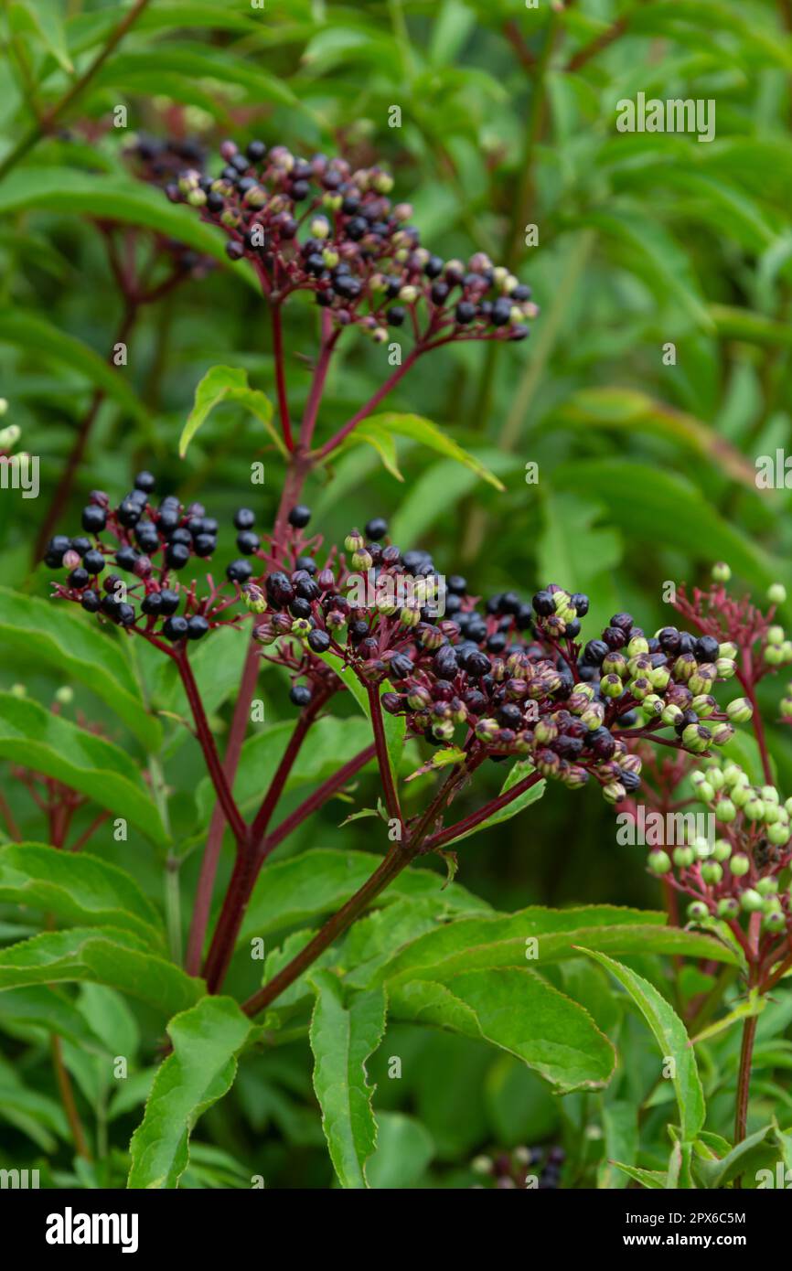 Sambucus ebulus is a poisonous perennial herb. It can also be used as a medicinal plant. Stock Photo