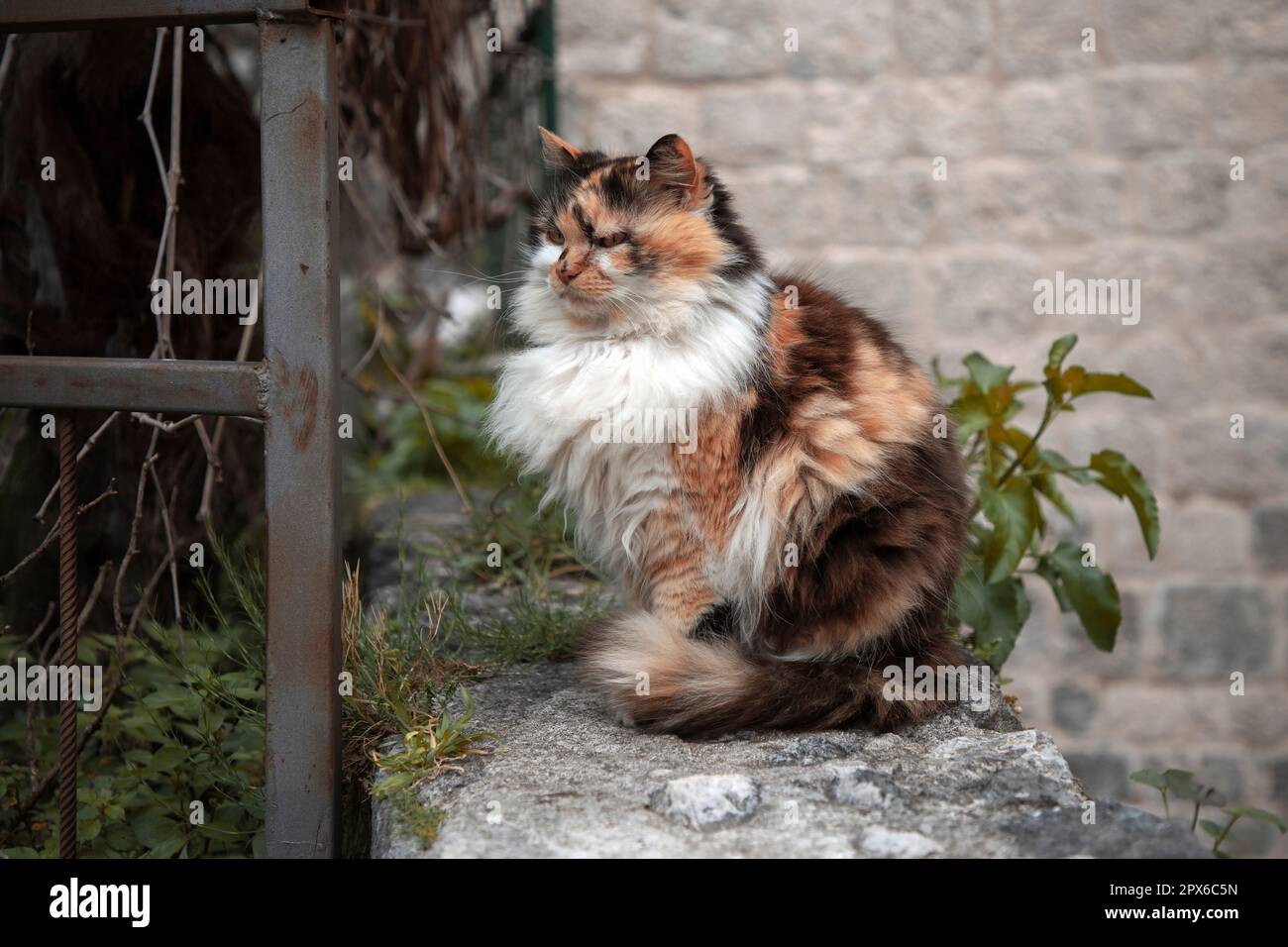 Portrait of a tricolor cat sitting on a stone fence Stock Photo