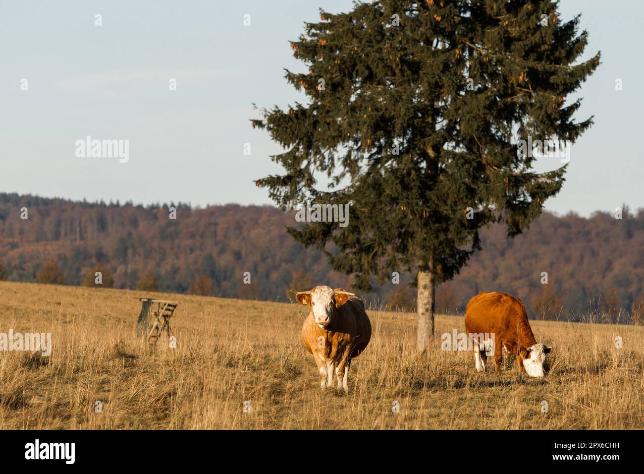 Cow lying in a meadow in autumn Stock Photo