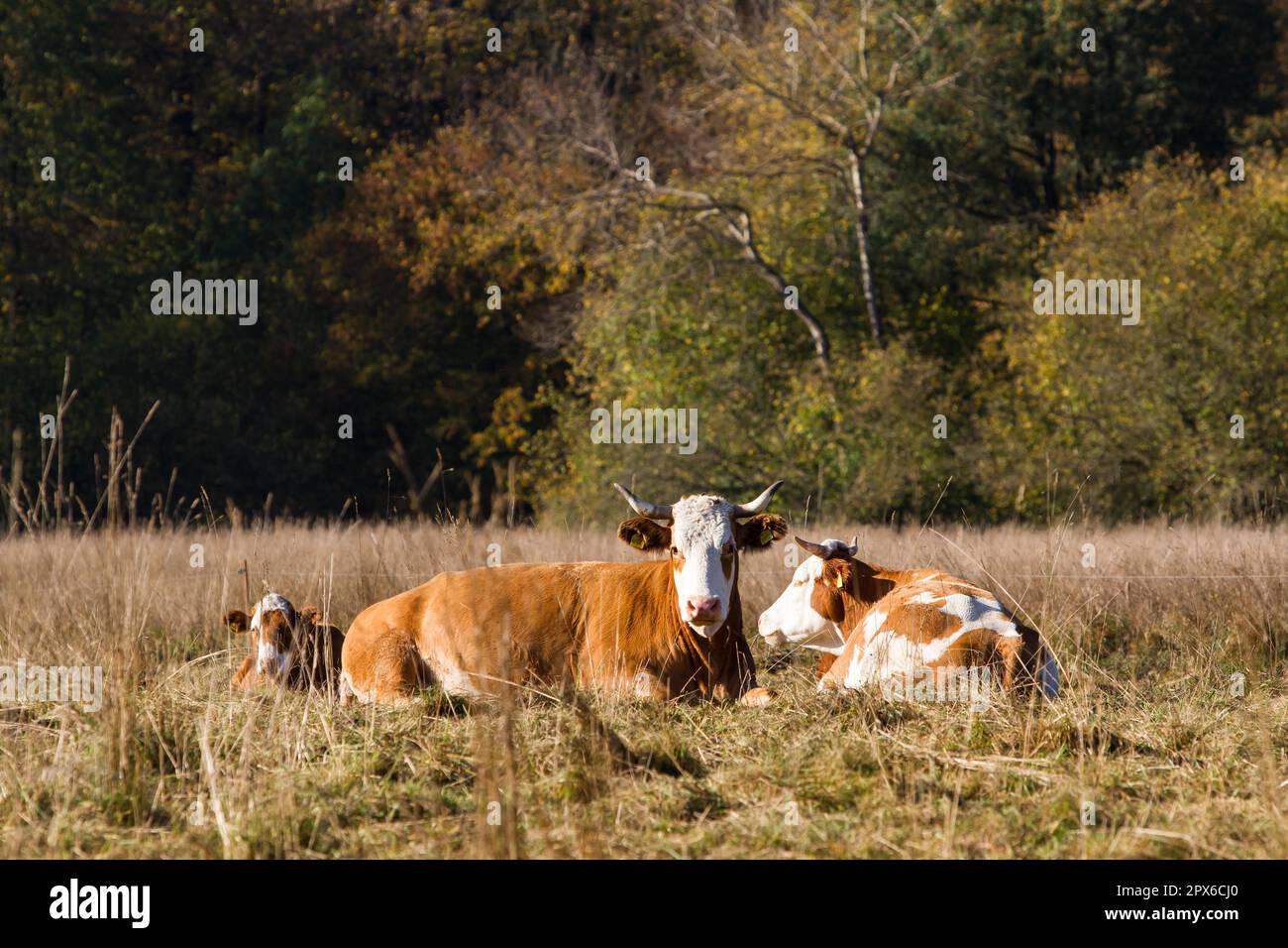 Cow lying in a meadow in autumn Stock Photo