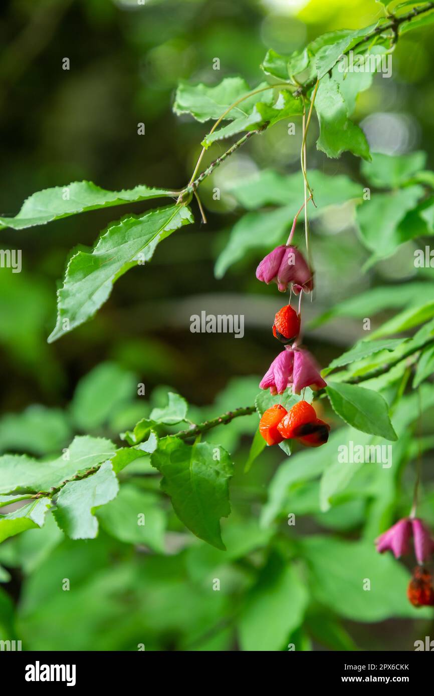 Euonymus europaeus european common spindle capsular ripening autumn fruits, red to purple or pink colors with orange seeds, autumnal colorful leaves. Stock Photo