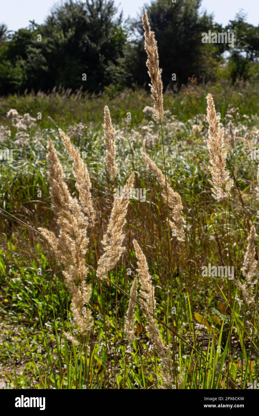 Calamagrostis epigejos is a perennial herbaceous plant of the slender leg family with a long creeping rhizome. Autumn plants with seeds. Medicinal pla Stock Photo