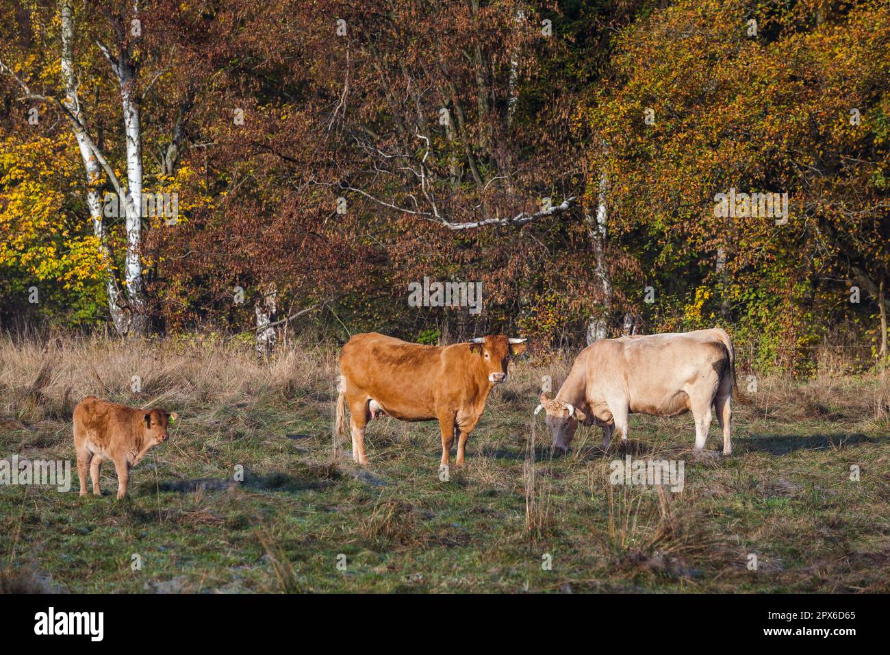 Agriculture Animal Husbandry Free Range Cow Herd Stock Photo