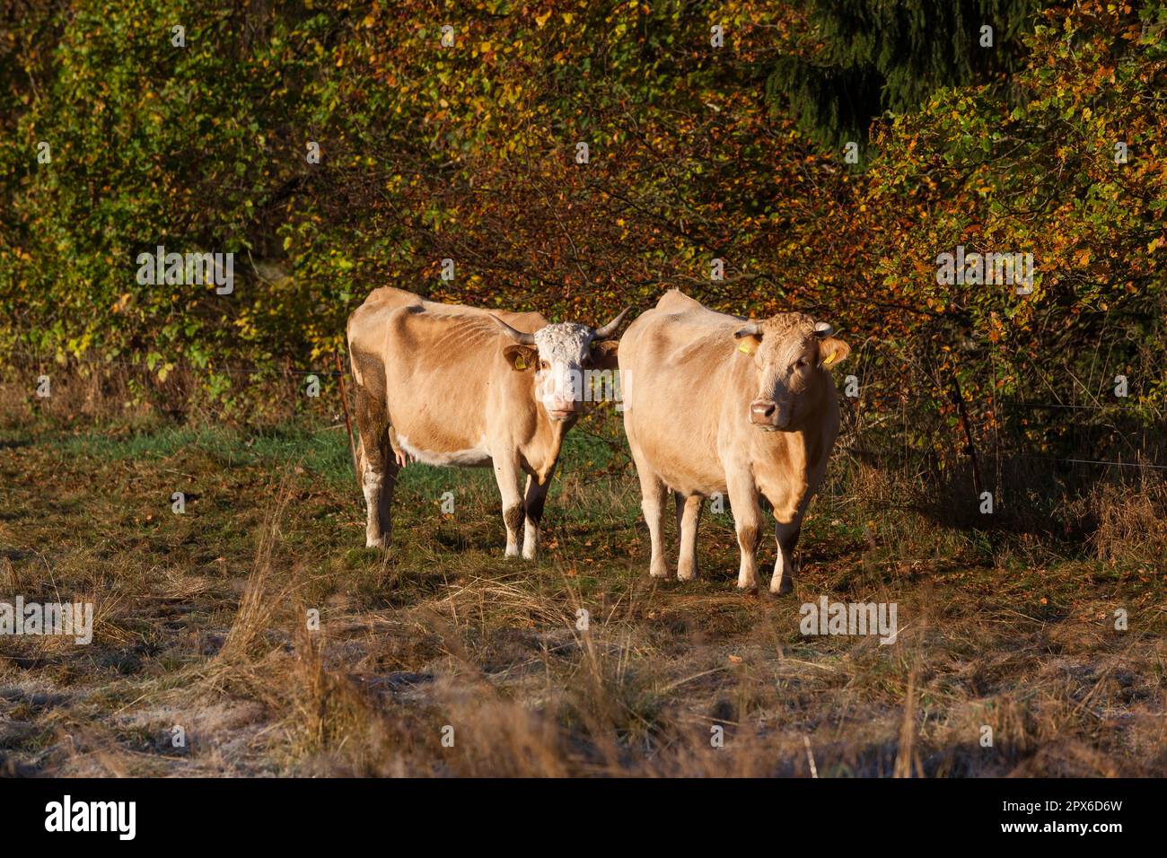 Agriculture Animal Husbandry Free Range Cow Herd Stock Photo