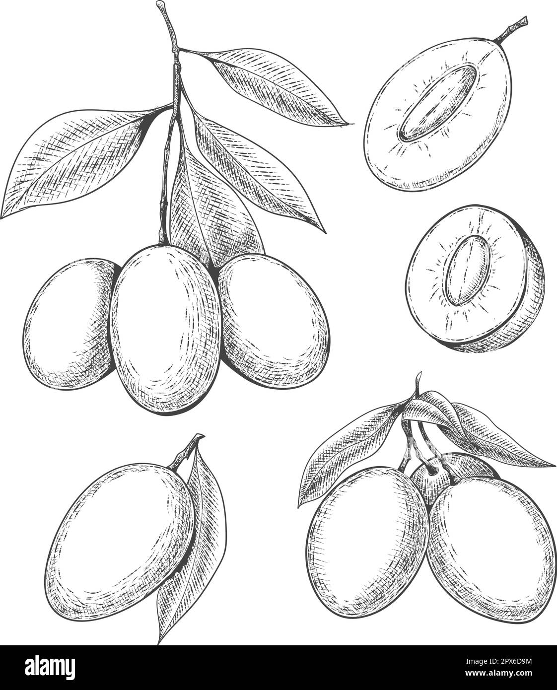 Ripe mango tree Black and White Stock Photos & Images Alamy