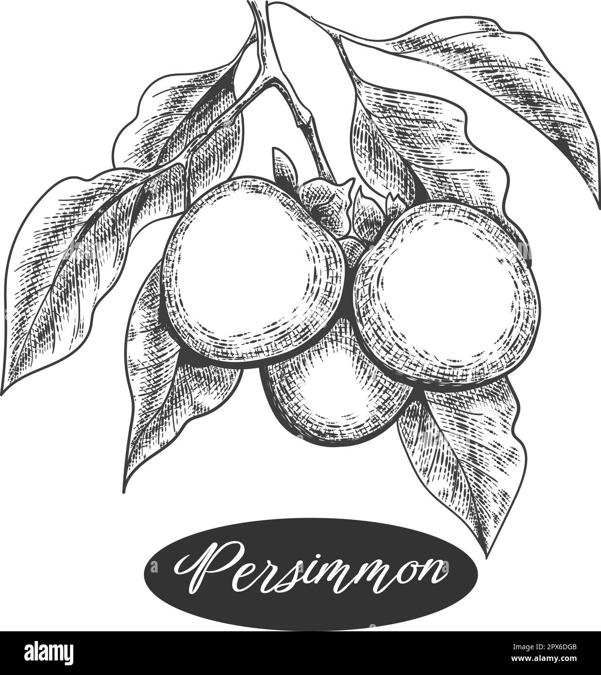 Persimmon branch engraving Stock Vector