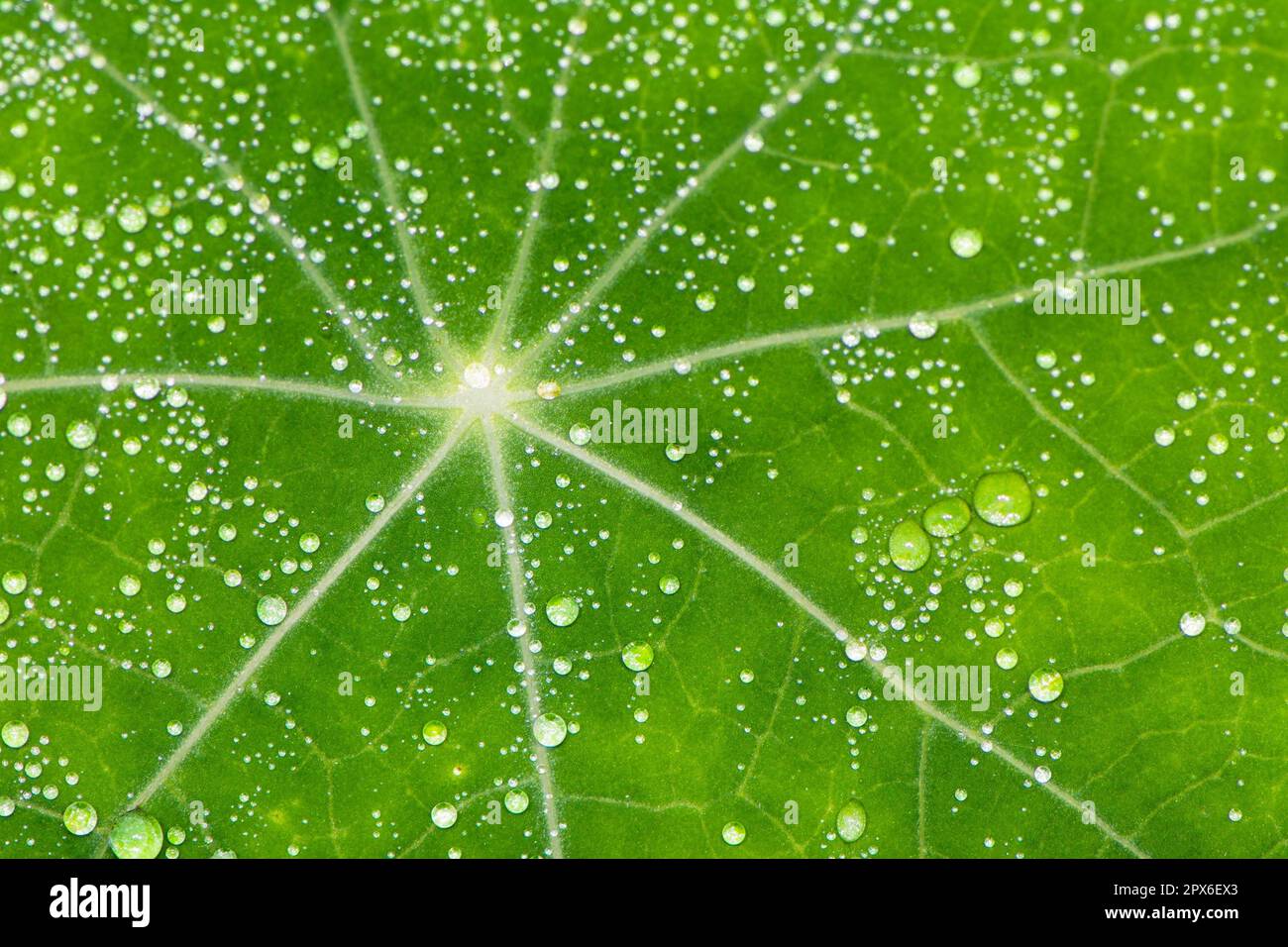 Background with a green leaf full of water drops Stock Photo