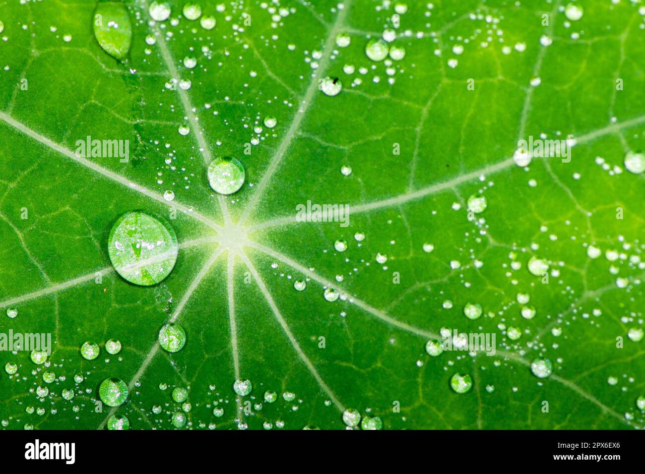 Background with a green leaf full of water drops Stock Photo