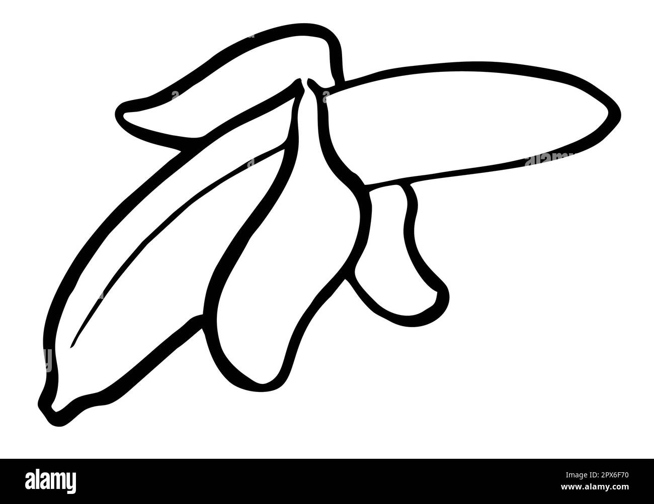 bananas line art, hand draw sketch, black and white illustration of tropical fruit Stock Photo