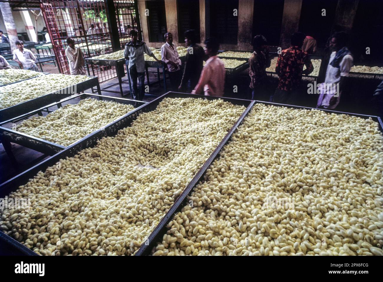 Government Cocoon Market at Ramanagaram, the second largest cocoon