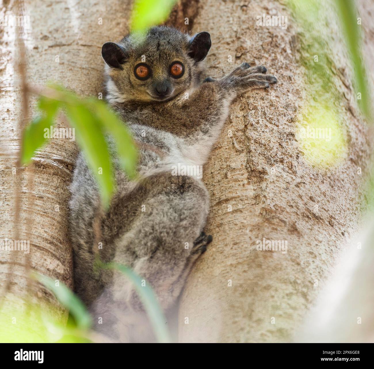 Greater weasel maki (Lepilemur mustelinus), Berenty, Madagascar Stock ...