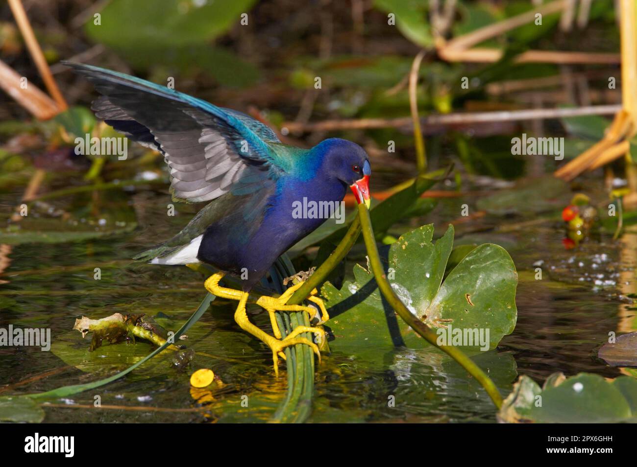 Rallen Porphyrula martinica, american purple gallinule (Porphyrio martinicus ...
