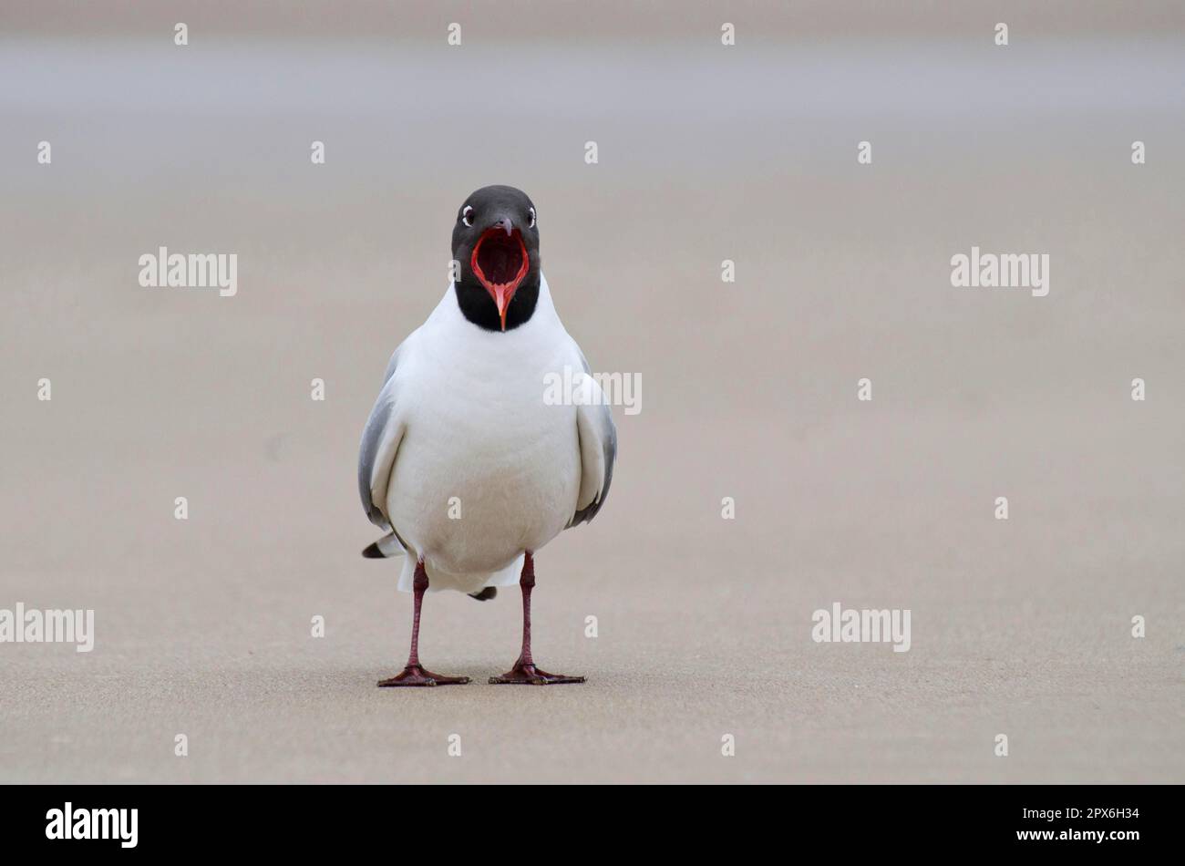 Black-headed gull (Chroicocephalus ridibundus) adult, breeding plumage, calling, standing on beach, Titchwell, Norfolk, England, United Kingdom Stock Photo