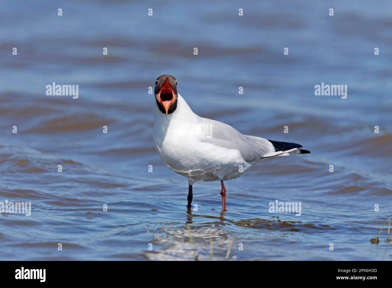 Black-headed Gull (Chroicocephalus ridibundus) adult, breeding plumage, with beak open, standing in shallow water, Suffolk, England, United Kingdom Stock Photo