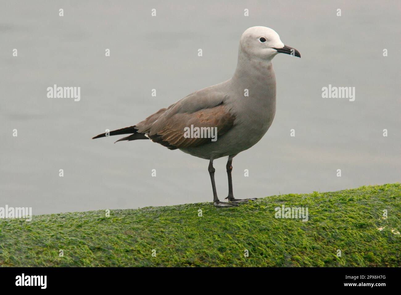 Grey gull (Leucophaeus modestus) immature, standing on algae, Valparaiso, central Chile Stock Photo