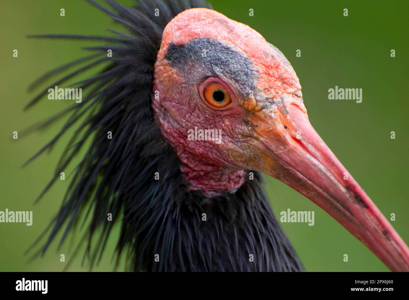 Bald Ibis, northern bald ibis (Geronticus eremita), Crested Ibis