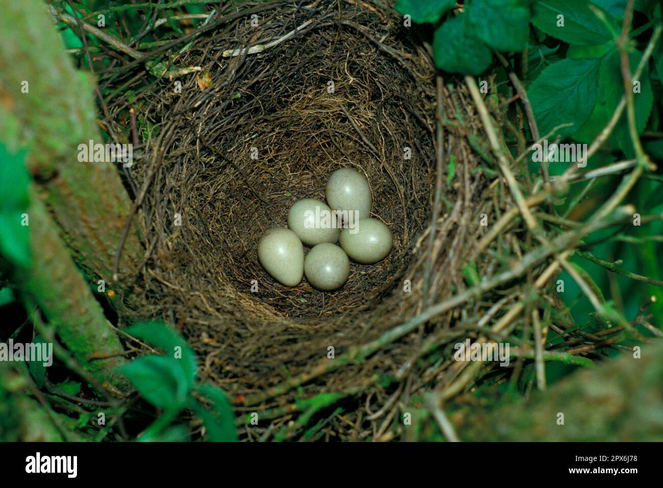 Eurasian jay (Garrulus glandarius), corvids, songbirds, animals, birds, European Jay nest and five eggs Stock Photo